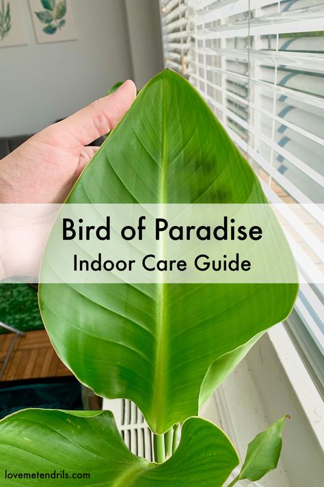 Growing Bird Of Paradise Indoors, Birds Of Paradise Care Tips, Birds Of Paradise Indoor Plant, Bord Of Paradise Plant, Bird If Paradise Plant Care, Birds If Paradise Plant, Indoor Bird Of Paradise Plant, Indoor Birds Of Paradise, Paradise Bird Plant