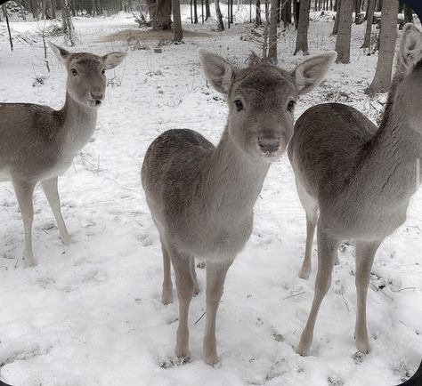 Deer In Snow Aesthetic, Winter Princess, Pink Xmas, Winter Fairy, I Love Winter, Christmas Feeling, Snow Angels, Winter Scenery, Winter Girls