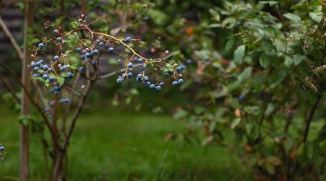 Landscaping With Blueberry Bushes, Blueberry Landscaping, Blueberry Bushes Landscape, Landscaping Shrubs, Highbush Blueberry, Hydrangea Landscaping, Canned Blueberries, Growing Blueberries, Berry Garden