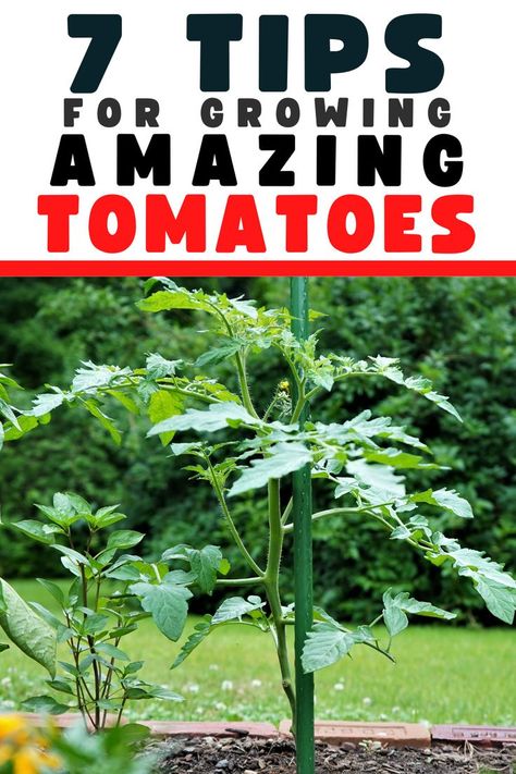 Tips for growing amazing tomato plants How To Propagate Tomato Plants, How Often To Water Tomato Plants, Tomato Pruning Tips, Tomato Plants Growing Tips In Garden, Miracle Grow How To Use, Best Way To Plant Tomato Plants, Tomato Planting Tips, How To Care For Tomato Plants, Fertilizing Tomato Plants