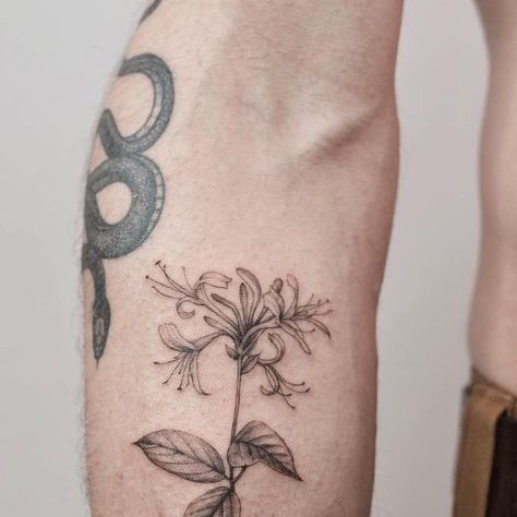 Honeysuckle Botanical Illustration, Honeysuckle Tattoo Black And White, Larkspur And Honeysuckle Tattoo, Honey Suckle Tattoo Flower, Honeysuckle Flower Drawing, Honey Suckle Tattoo Simple, Honey Suckle Flowers Tattoo, Honeysuckle Tattoo Design, Honeysuckle Illustration