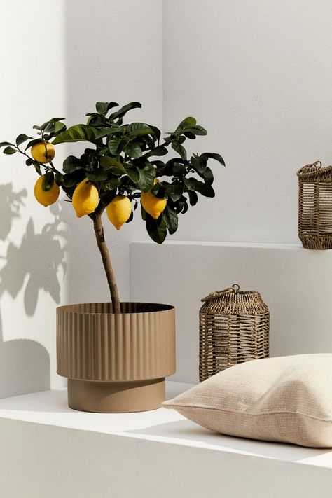 Large plant pot in metal - Beige - Home All | H&M GB 1 Clay Handbuilding, Large Plant Pots, Indoor Planter, Summer Basics, H&m Home, Indoor Plant Pots, Large Plants, Plant Pot, Green Thumb