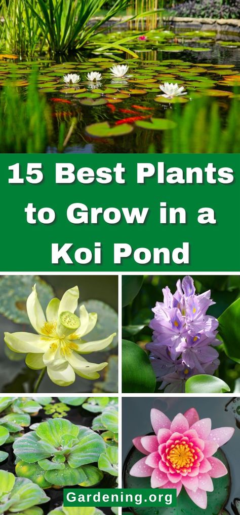 15 Best Plants to Grow in a Koi Pond Koi Pond Plants, Fish Pond Plants, Coy Fish Pond, Water Plants For Ponds, Survival Knowledge, Taro Plant, Japanese Living, Pond Garden, Fish Ideas