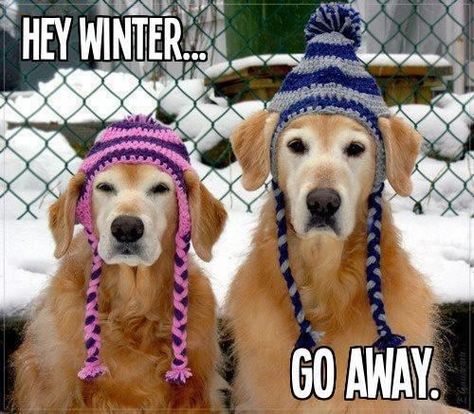 Hey Winter Go Away funny quotes cute quote dogs winter snow funny quote funny quotes winter quotes Crochet Dog Hat, Love My Dog, Dog Hat, Blue Heeler, Crochet Dog, Golden Retrievers, On The Ground, Animals Friends, Border Collie