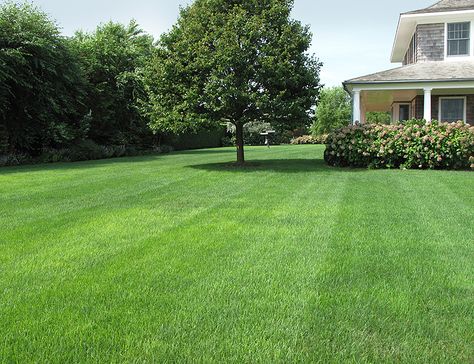 Simple Grass Backyard, Big Grassy Backyard, Big Grass Backyard, Big Lawn Landscaping, Large Open Garden Ideas, Large Grass Backyard, Big House Garden, Open Backyard Landscaping Ideas, Large Grass Backyard Ideas