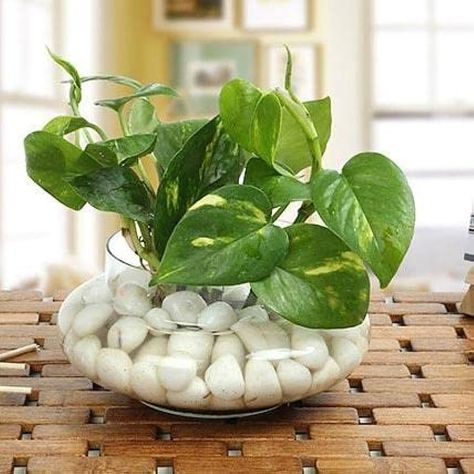 Buy Money Plant with Glass vase and White Pebbles.2 Piece Online at Low Prices in India - Amazon.in Water Plants Indoor, Plants Grown In Water, Plant In Glass, Cactus House Plants, نباتات منزلية, Plant Care Houseplant, Plant Terrarium, Vegetable Garden Diy, Corner Garden