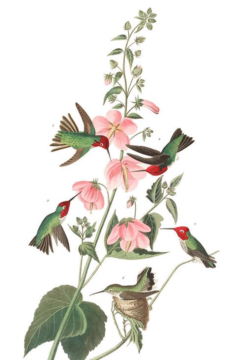 Antique Bird Illustration, Hummingbird Illustration, Anna's Hummingbird, Hummingbird Wall Art, South American Art, Bird Artists, Audubon Birds, Bird Clipart, Hummingbird Art