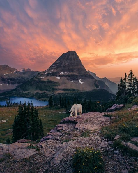 Last light in Glacier National Park🌄 - The goat was a paid actor🐐 Glacier National Park Winter, Glacier National Park Aesthetic, Northwestern Gothic, Aesthetic Person, Montana Aesthetic, Seasonal Work, Alaska Glaciers, Glacier Bay National Park, Glacier National Park Montana