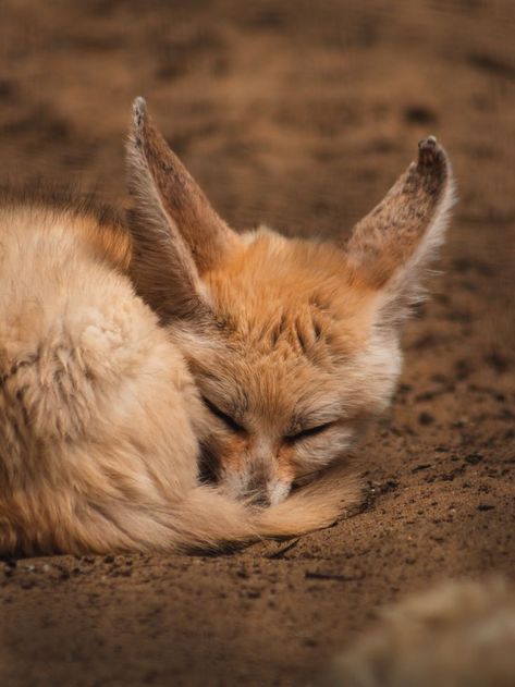 Fennec Fox Pet, Zorro Fennec, Fox Memes, Accordion Wall, Residential Lobby, Tattoo Nature, Desert Fox, Brown Sand, Fox Pictures