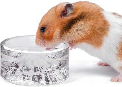 Hamster drinking from small water bowl. Chinese Hamster, Hamster Water Bottle, Guinea Pig Accessories, Hamster Treats, Syrian Hamster, Hamster Cage, Small Animal Supplies, Pet Cleaning, Mouse Rat