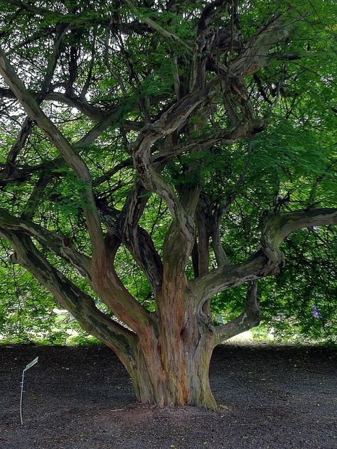 Desert Ironwood Tree, Feijoa Sellowiana Trees, Weirdwood Tree, Ironwood Tree, Old Gnarled Tree, Oldest Tree In The World, Altered Photo, Ray Vaughan, Stevie Ray Vaughan