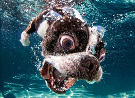 "Rocco Close Up" Pictures Underwater, Underwater Dogs, Dogs Photos, Stock Photos Funny, Dog Swimming, Animal Rights Activist, Funny Animal Photos, Pet Photographer, Super Cute Animals