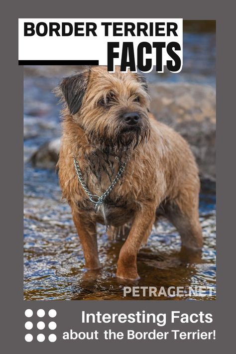 What do you know about the tenacious, brave Border terrier that originated from the Cheviot Hills on the border between England and Scotland? Here are 14 interesting facts about Border terriers. Cheviot Hills, Green Dog Collar, Velvet Dog Collar, Personalized Leather Dog Collar, Wireless Dog Fence, Big Dog Breeds, Luxury Dog Collars, Dog Collar With Name, Cute Dog Collars