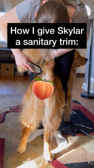 SKYLAR | the Golden Retriever on Instagram: "I do all Skylar’s grooming at home and lots of you said the paw grooming reel was super helpful (feel free to dm me if you can’t find it) so here’s how I give Skylar a sanitary trim! Does your dog get sanitary trims? Like and follow @skylars.the.limit for more! . . . #doggrooming #sanitarytrim #goldenretriever #floofydog #cutedog #goodgirl #dogmom #dogmomtips #dogvideos #dogadvice #grooming #doggroominglife #dogtips #dogtutorial #njdogs" Groom Golden Retriever, Golden Retriever Trimming, Grooming Golden Retriever At Home, Grooming A Golden Retriever, How To Trim A Golden Retriever, How To Groom A Golden Retriever At Home, How To Groom A Dog At Home, Grooming Golden Retriever, Golden Retriever Grooming Styles