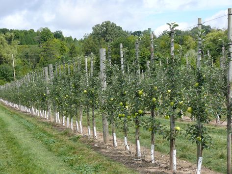 Fruit Garden Aesthetic, Farm Tourism, Potted Fruit Trees, Dessert Apple, Gardener Aesthetic, Training Vines, Cherry Farm, Apple Garden, Orchard Design