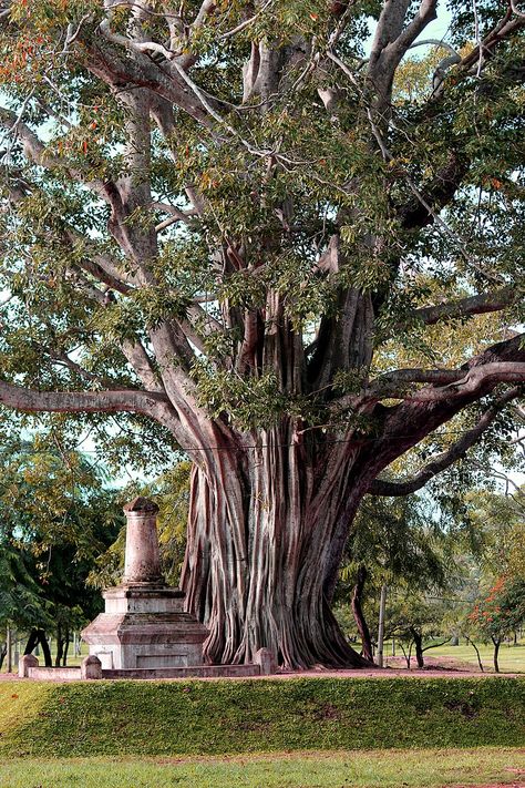 Bodhi Tree Art, Children Of Eden, The Tree Of Knowledge, Tree Of Knowledge, Personalized Gallery Wall, Farm Layout, India Cricket, Bodhi Tree, Buddha Image