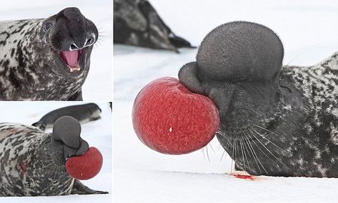 Pictures capture the stomach-churning moment a seal inflates his NOSE Hooded Seal, Bird Hybrid, Elephant Seals, Pygmy Marmoset, Shoebill Stork, Monk Seal, Old Kingdom, Kingdom Animalia, Cute Squirrel