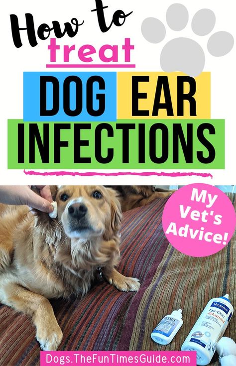 Yeast In Dogs Ears, Yeast In Dogs, Antibiotics For Dogs, Dog Meds, Natural Dog Remedies, Cleaning Dogs Ears, Dogs Ears, Meds For Dogs, Dog Ear Cleaner