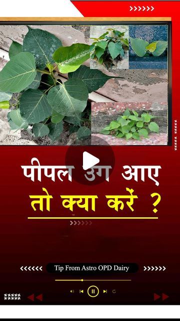 Sunil Gandhi on Instagram: "How to treat Peepal Tree @ Home   #astrology  #peepal #ritual  #jyotish #vastu  #instagood  #viralreels #best #seo #tree #viral #instagram #dailyremedies" Pipal Tree, Peepal Tree, Handsome Quotes, Jyotish Remedy, Good Morning Handsome Quotes, Easy Math Activities, Morning Handsome, Easy Math, Good Morning Handsome