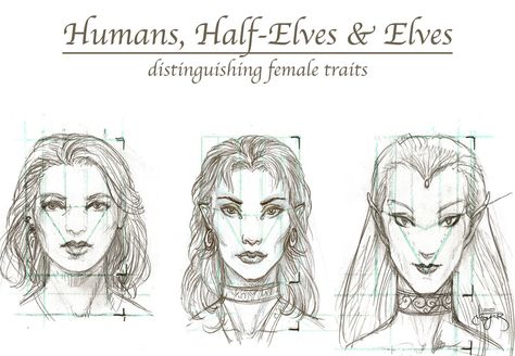 Types Of Elves Fantasy Art, Elves Drawing Sketches, How To Draw Elves, Elf Anatomy, Different Types Of Elves, Elves Drawing, Elf Types, Half Elf Dnd, Types Of Elves