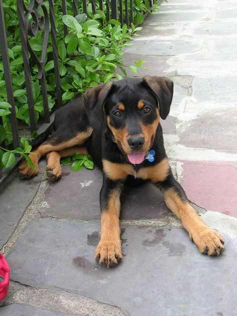 This could be Finn... Doberman German Shepard mix-Looks like my Sandy when she was a puppy Lab Mix Dogs, Doberman Black, Rottweiler Facts, Black Lab Mix, Doberman Mix, Mixed Breed Puppies, Puppy Obedience Training, Positive Dog Training, Rottweiler Mix