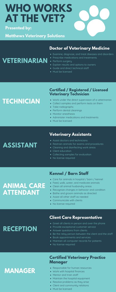 Learn about the positions at a veterinary hospital and what each person does!    Are you ready to join the veterinary profession? Veterinarian School Tips, Veterinary Assistant Tips, Vet Receptionist Tips, Equine Vet Assistant, Zoo Vet Tech, Being A Veterinarian, Emergency Veterinary Medicine, Vet Receptionist Cheat Sheet, Veterinary Assistant Training