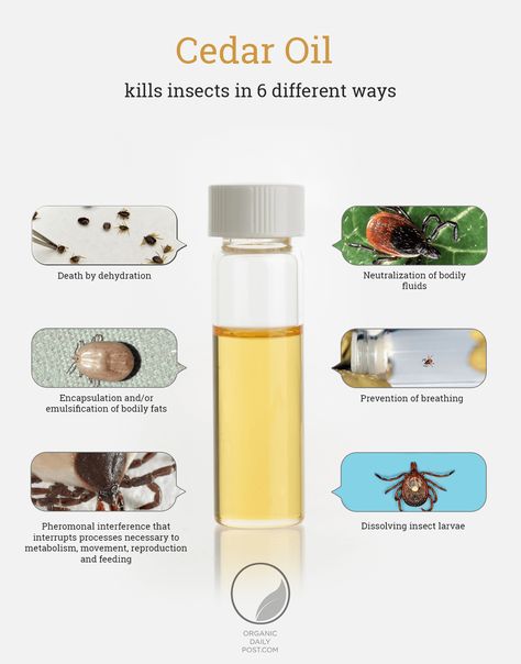 How Cedar Oil Kills Ticks - Infographic Natural Tick Repellent, Dog Psychology, Pest Repellent, Tick Repellent, Natural Teething Remedies, Cedar Oil, Stink Bugs, Ayurvedic Herbs, Young Living Oils