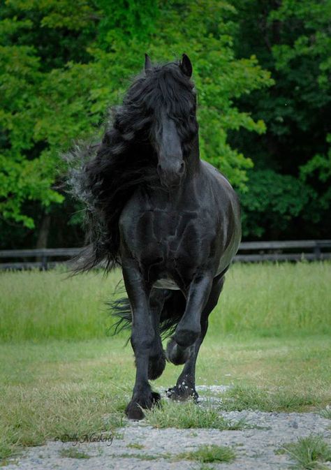 Meet Frederik The Great, Considered By Many The Most Handsome Horse In The World (30 Pics) Friesian Stallion, Black Stallion, Andalusian Horse, Black Horses, Most Beautiful Horses, Friesian Horse, Majestic Horse, Beautiful Horse, All The Pretty Horses