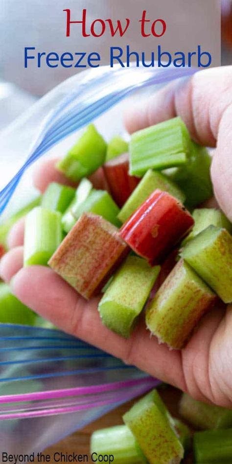 Preserve your rhubarb crop by harvesting and freezing. Frozen rhubarb can be substituted into most recipes and it lasts for an entire year in the freezer.  This post includes tips on how to harvest rhubarb and how to freeze rhubarb. Freezing Rhubarb How To, How To Freeze Rhubarb, Rhubarb Freezing, Freezing Pies, Can You Freeze Rhubarb, Freezing Rhubarb, Vaccum Sealer, Freezing Veggies, Freeze Rhubarb