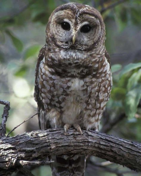 Northern Spotted Owl, Logging Industry, Spotted Owl, Barred Owl, Owl Photos, Invasive Species, Owl Lovers, Owl Tattoo, Owl Bird