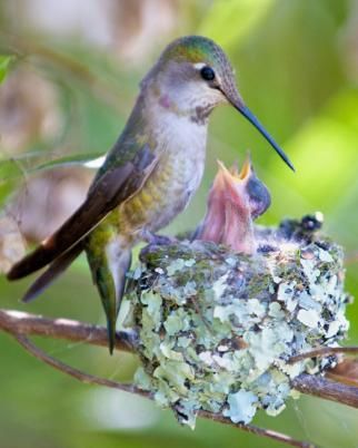 Fascinating Hummingbirds! | HubPages Hummingbird Nests, Anna's Hummingbird, Backyard Birds, Exotic Birds, Pretty Birds, Colorful Birds, Little Birds, Wild Birds, Hummingbirds