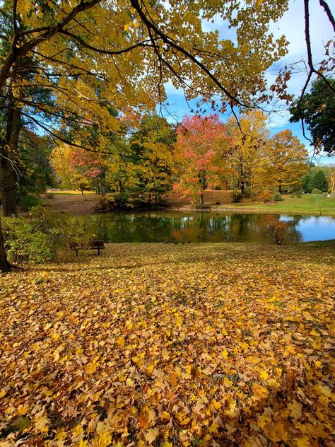 Connecticut Autumn 10/22 Photo:Ellanore MccLland Connecticut Autumn, Autumn Beauty, 10 22, Time Of The Year, Connecticut, Pumpkin Spice, Water, Beauty