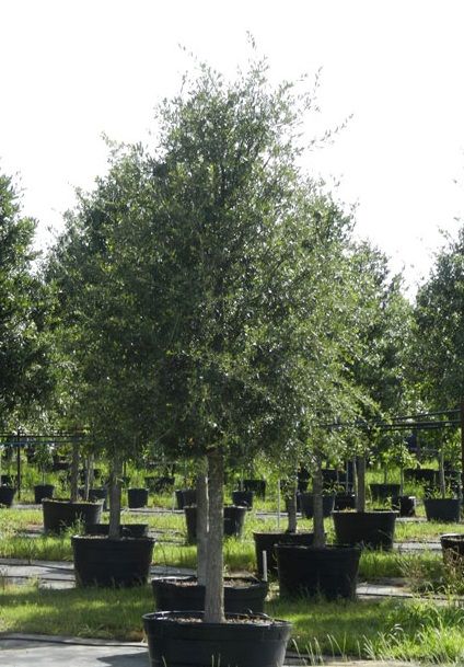 trees for sale in Houston Houston Landscaping, Texas Trees, Houston Garden, Trees For Front Yard, Growing Trees, Laurel Tree, Backyard Trees, Privacy Trees, Tree Surgeons