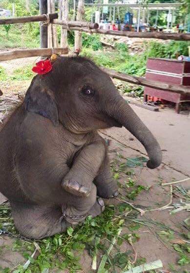 Regnul Animal, Elephant Love, Cute Elephant, An Elephant, Cute Animal Pictures, Cute Kittens, Sweet Animals, On The Ground