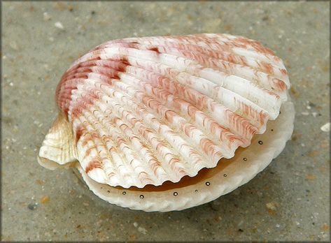 Argopecten gibbus (Linnaeus, 1758) Atlantic Calico Scallop Seashell Types, Calico Scallop, North Carolina State University, Ocean Treasures, Ocean Fashion, Sea Snail, She Sells Seashells, Shell Collection, Baby Room Art