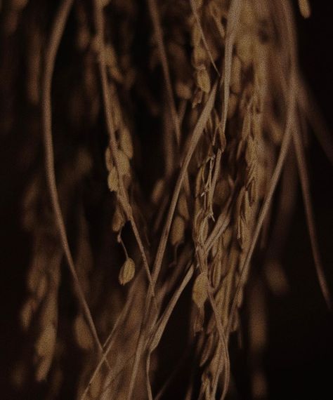 Grains Aesthetic, Wheat Aesthetics, Grain Aesthetic, Specific Aesthetic, District 9, Canon 80d, Roman Gods, Your Fault, Wheat Field