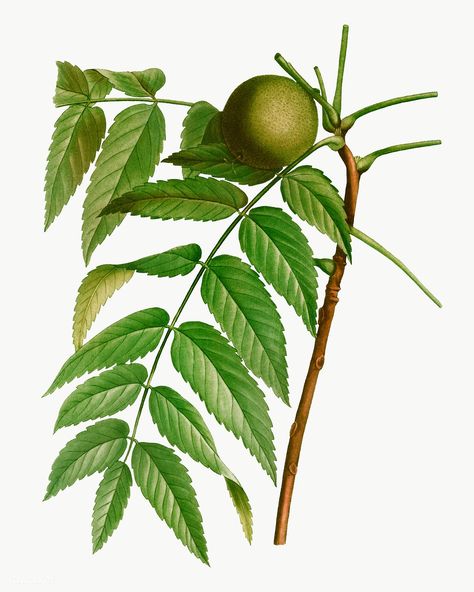 Juglans Nigra, Black Walnut Tree, Landscape Tattoo, Walnut Tree, Botanical Illustration Vintage, Strawberry Plants, Vintage Botanical Prints, Plant Identification, Tree Illustration