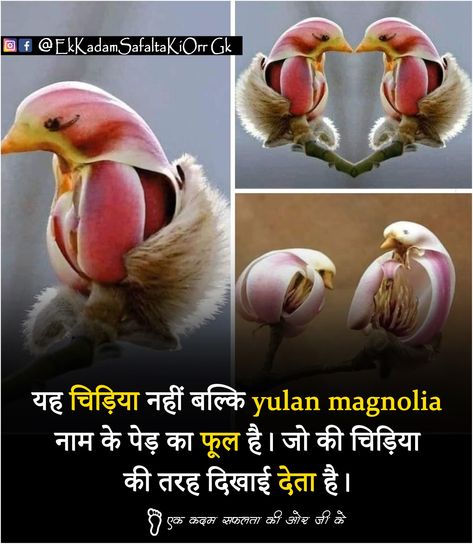 Unique Facts Weird, Birds Facts In Hindi, Katherine Wang, Human Body Organs Anatomy, Amazing Facts About Animals, Organs Anatomy, Ancient History Timeline, Mysterious Facts, Technology Facts