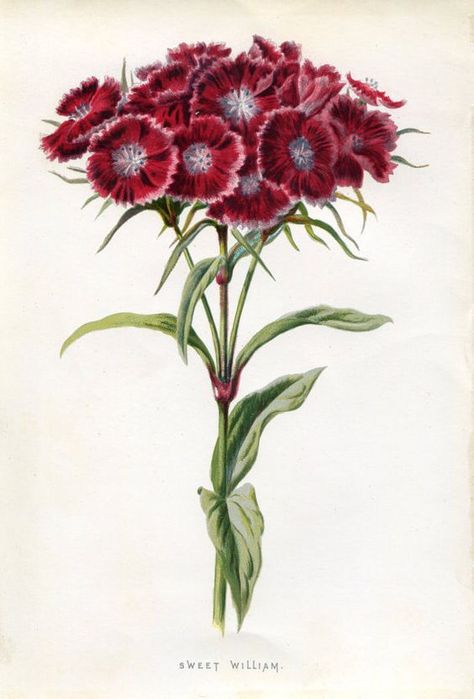 Vintage Print E. Hulme Familiar Garden Flowers 1890 Sweet William: Vintage Botanical Sketch, Sweet William Flowers Tattoo, Vintage Flower Art, Tattoo Colour, Dianthus Barbatus, Botanical Flower Art, Garden Illustration, Sweet William, Illustration Botanique