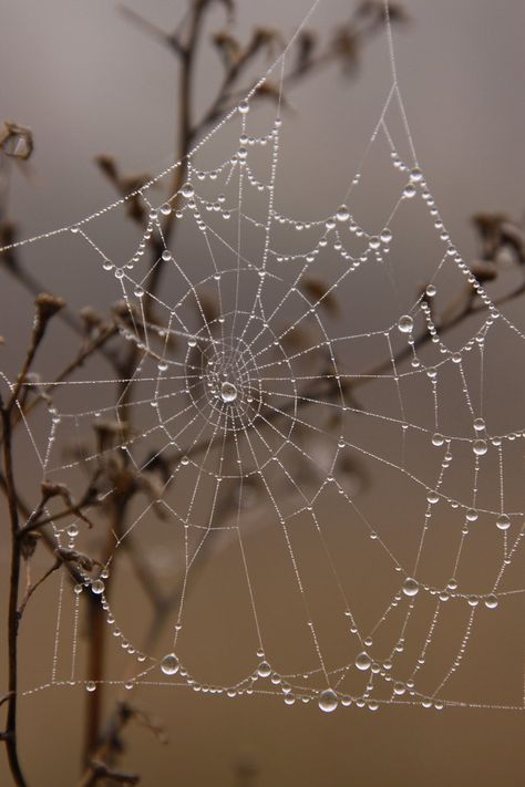 Levitation Photography, Halloween Spider Decorations, Double Exposure Photography, Homemade Halloween Decorations, Experimental Photography, Water Photography, The Spider, Abstract Photography, Winter Photography