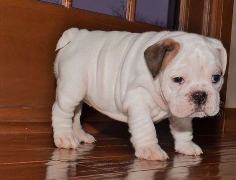 Miniature English Bulldog Puppies For Sale | Albany, GA Baby English Bulldogs, Mini English Bulldogs, Miniature English Bulldog, English Bulldog Breeders, Miniature Bulldog, English Bulldog For Sale, Puppies Photos, Baby Bulldogs, Mini Bulldog