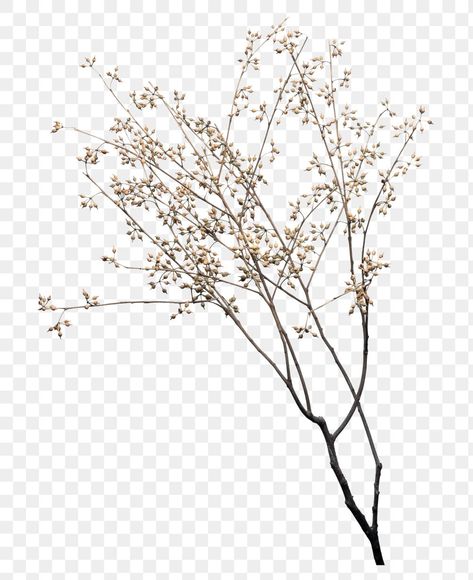 Dry flower branch design element | free image by rawpixel.com / Jira Flower Branches, Flower Png Images, Branch Vector, Flower Texture, Shotting Photo, Leaf Plant, Aesthetic Flower, Paper Background Texture, Dry Flower