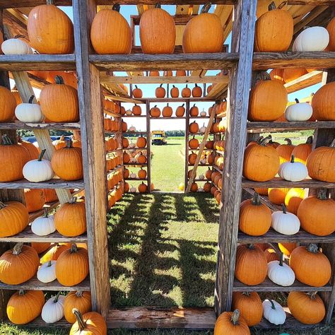 Trask Family Farm is a must see for your fall activities. You need to make this a family tradition. 🎃🎃🌽🌽 Fall Farm Activities, Fall Farm, Farm Activities, Family Tradition, Fall Activities, Autumn Activities, Family Traditions, Family Farm, A Family