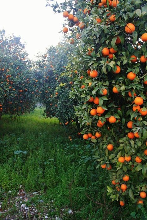 Aesthetic Summer Quotes, Summer Time Aesthetic, Nurture Your Soul, Tattoo Plant, Time Aesthetic, Summer Dreaming, Farm Lifestyle, Orange Tree, Summer Quotes