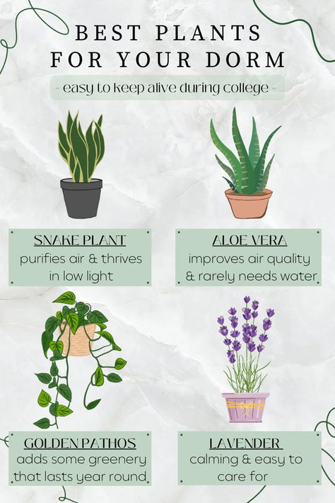 Dorm Room Plants, Golden Pathos, Dorm Plants, Lavender Snake, Plant Aloe Vera, Room Plants, College Dorm Essentials, College Essentials, Lavender Plant