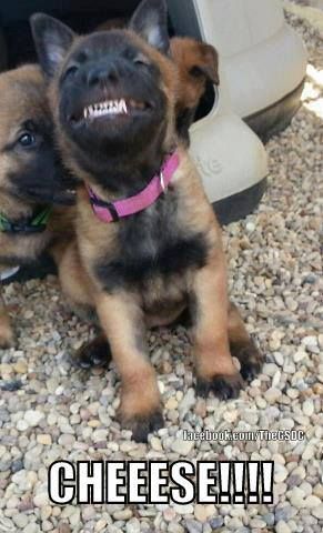 Belgian Malinois, Memes Humor, Shepherd Puppies, Cane Corso, German Shepherd Puppies, Funny Animal Pictures, Dog Memes, Australian Shepherd, Doberman