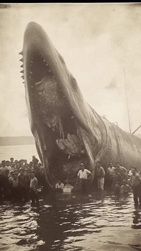 Weird Old Photos, Creepy Old Photos, Giant People, Giant Animals, Scary Animals, Ancient Civilization, Cosmic Horror, Ancient Mysteries, Weird Stuff