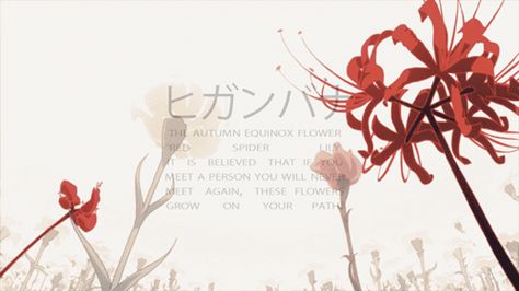 red spider lily Cool Pfps For Discord, Red Spider Lily, Spider Lily, Touka Kirishima, Banner Gif, Anime Reccomendations, Aesthetic Gif, X Reader, Drawing Reference Poses