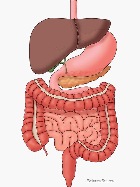 "Digestive System Organs, Medical Illustration" Sticker for Sale by ScienceSource | Redbubble Digestive System Presentation, Anatomy Of Digestive System, Digestive System Sticker, Digestive System Diagram Aesthetic, Anatomy Stickers Printable, Small Intestine Drawing, Digestive System Notes Aesthetic, Abdomen Organs, Digestive System Drawing