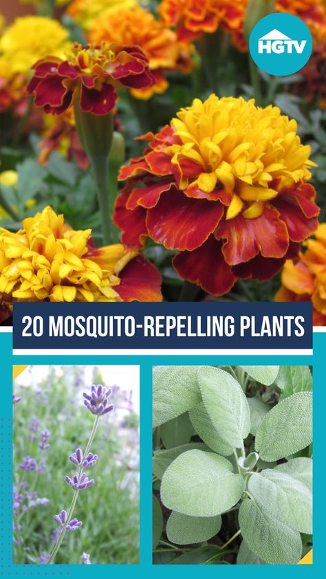 Looking for a way to rid your garden and outdoor space of mosquitoes without using chemical mosquito repellents or a bug zapper? Outsmart mosquitoes by using plants that repel or confuse them. Porch Plants That Repel Mosquitos, Plants That Repel Mosquitoes, Plants That Repel Mosquitos Patio, Anti Mosquito Plants, Plants To Deter Mosquitos, Plants That Ward Off Mosquitos, Mosquito Plants, Herbal Tea Garden, Plant Insects